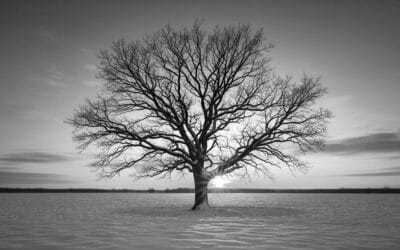 Grief & Guidance: A Gentle Guide to Probate at Christmas