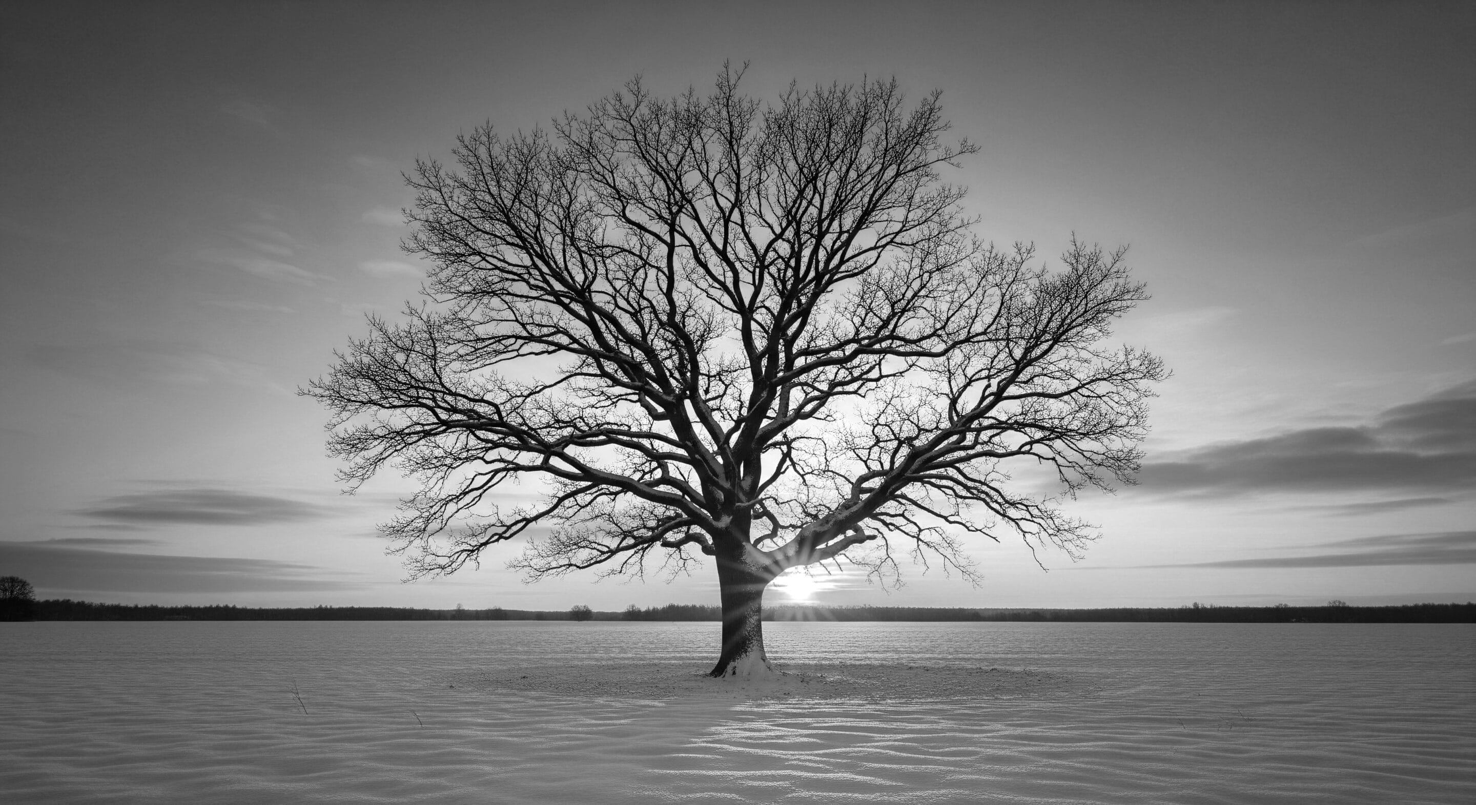 Solitary tree silhouetted against vibrant sunset in winter lands